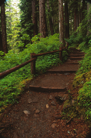 Trail to Sol Duc Fall