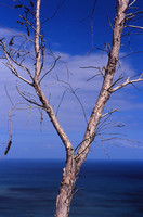 Tree and Ocean