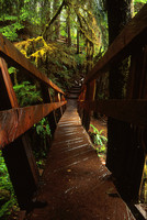 Trail, Sol Duc Forest