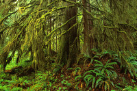 Sol Duc Forest