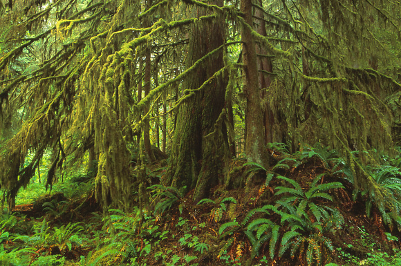 Sol Duc Forest
